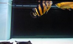 印尼虎鱼发黑是什么原因?