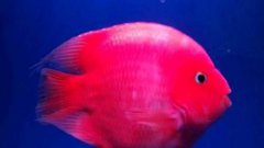 红鹦鹉鱼变黑什么原因怎么治疗？