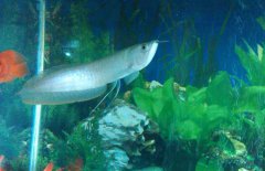 银龙鱼常见水霉病怎么治疗？