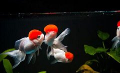 鹤顶红金鱼怎么养？
