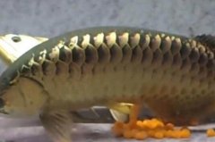 金龙鱼是怎么繁殖呢？