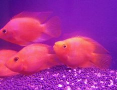 家养鹦鹉鱼吃什么变红快？
