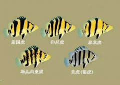 虎鱼有哪些品种怎么区分？