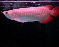 金龙鱼用什么颜色的灯？