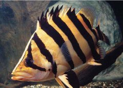 印尼虎鱼寿命多长？
