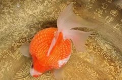 皮球珍珠金鱼怎么养？