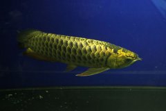 金龙鱼繁殖方法究竟难在哪儿呢?