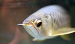 银龙鱼怎么繁殖需要注意哪些方面？