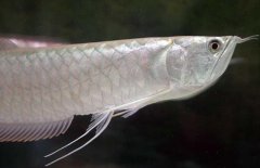 银龙鱼吃什么长的快？