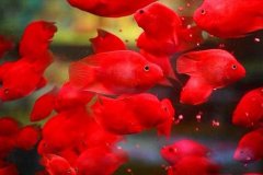 鹦鹉鱼不红什么原因怎么养变红？