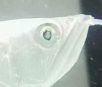 银龙鱼眼睛有白色的莫怎么办？
