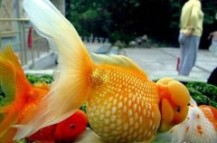金鱼怎么养:鹤顶红金鱼好养吗?