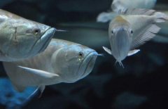 银龙鱼怎么养:银龙鱼趴缸怎么治?