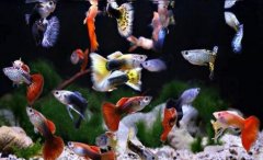 孔雀鱼的繁殖时间和注意事项?