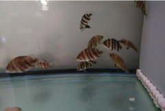 养印尼小虎鱼的技巧怎么长的快？
