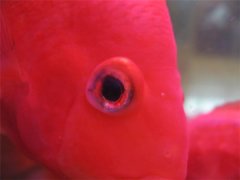 鹦鹉鱼眼睛凸出来是什么
