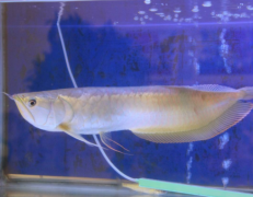 养银龙鱼吃什么长的快怎么喂？