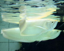 银龙鱼常见病得肠炎的原因和治疗方