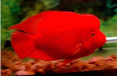 红元宝鹦鹉鱼吃什么比较