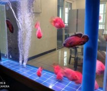 红鹦鹉鱼繁殖方法和技巧有哪