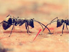 蚂蚁怕什么气味和东西(蚂蚁的天敌是什么)