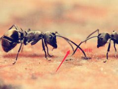 蚂蚁最怕什么东西(蚂蚁的天敌是什么如何快速消灭