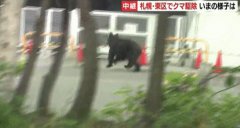 日本街头熊出没,有人拍到了熊在当地校园中漫步