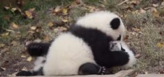 大熊猫宝宝被按住狂亲,请问熊