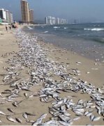 广东一景区海滩出现大面积死鱼,目前已派人处理这些