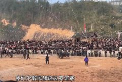 贵州农村斗牛引8万村民围观,就是村子之间的友谊赛