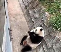 游客饮料不慎掉落被大熊猫捡来喝,会时刻留意大熊猫