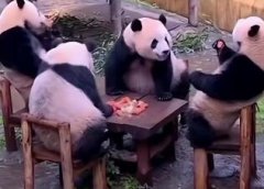 四只大熊猫凑一桌像在打麻将,有时候也会两只三只的