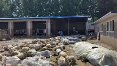 涿州一养羊场上千头羊所剩无几,这次只有20多只羊幸